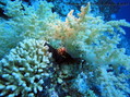 foto de buceo