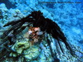 foto de buceo