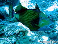 foto de buceo
