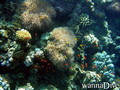 foto de buceo