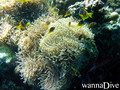 foto de buceo