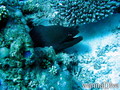 foto de buceo