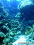 foto de buceo