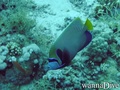 foto de buceo