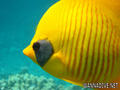 foto de buceo