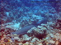 foto de buceo