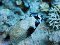 foto de buceo