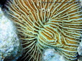 foto de buceo