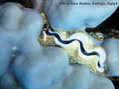 foto de buceo