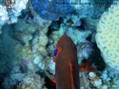 foto de buceo