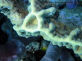 foto de buceo