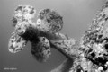 foto de buceo