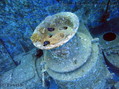 foto de buceo