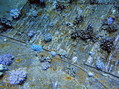 foto de buceo