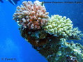 foto de buceo