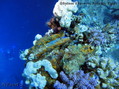 foto de buceo