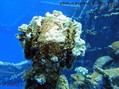 foto de buceo