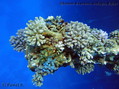 foto de buceo