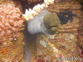 foto de buceo