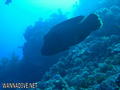 foto de buceo