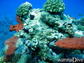 foto de buceo
