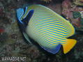 foto de buceo