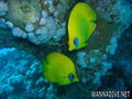 foto de buceo