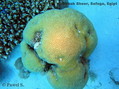 foto de buceo