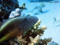foto de buceo