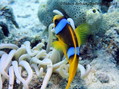 foto de buceo