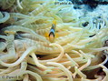 foto de buceo