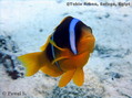 foto de buceo