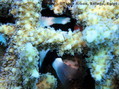 foto de buceo