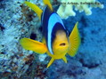 foto de buceo