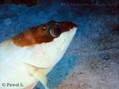 foto de buceo