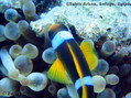 foto de buceo