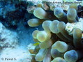 foto de buceo