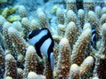 foto de buceo