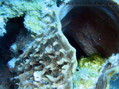 foto de buceo