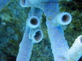 foto de buceo