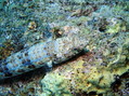 foto de buceo