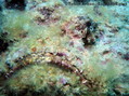 foto de buceo