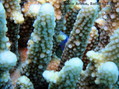 foto de buceo