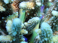foto de buceo