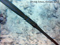 foto de buceo