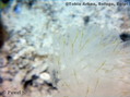 foto de buceo