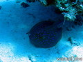foto de buceo