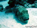 foto de buceo