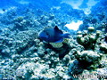 foto de buceo