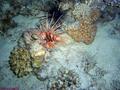 foto de buceo